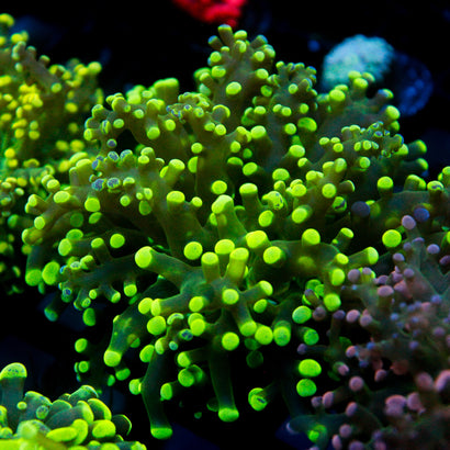 JC Bicolor Splatter Octo