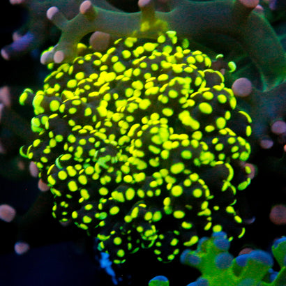 JC Neon Yellow Octo