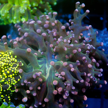 JC Pink Tip Octo