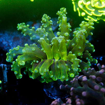 JC Green Octo