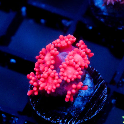 JC Red Kraze Goni