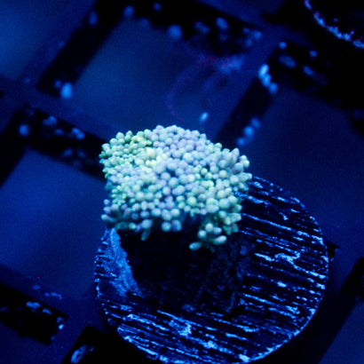 JC Blue Rainbow Goni