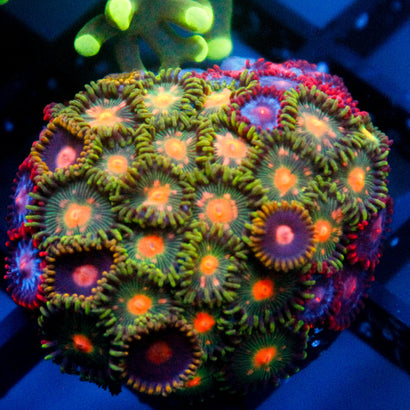 JC Mix Zoanthid Colony
