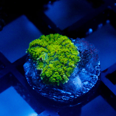 JC Green Rhodactis