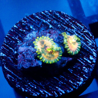 Leprechaun Farts Zoanthid