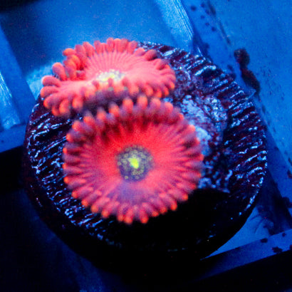 Magician Zoanthid