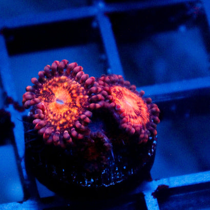JC Speckled Kraze Zoanthid