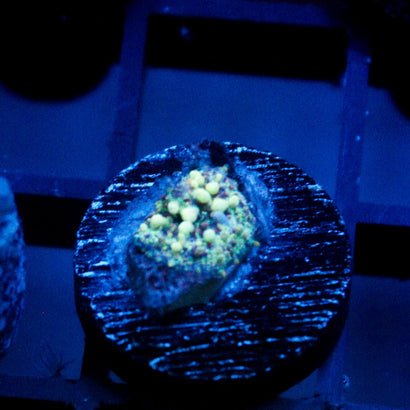 Neptune Bounce Mushroom