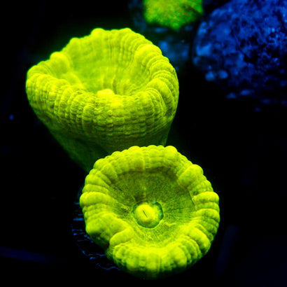 JC Trumpet Coral