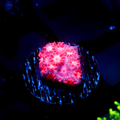 JC Pink Rain