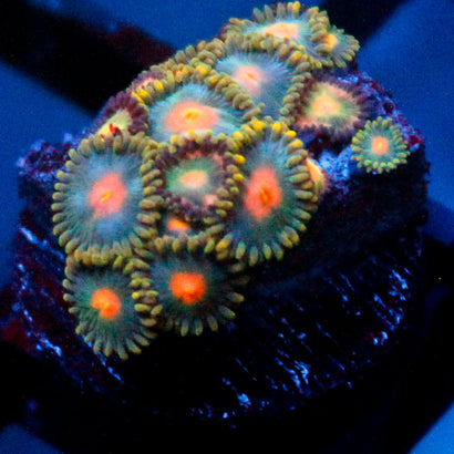 JC Jupiter Mini Colony