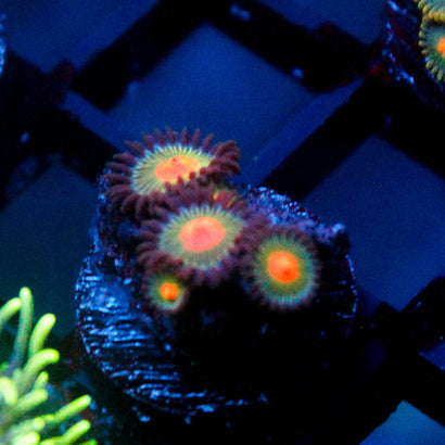 JC Alien Blood Zoanthid