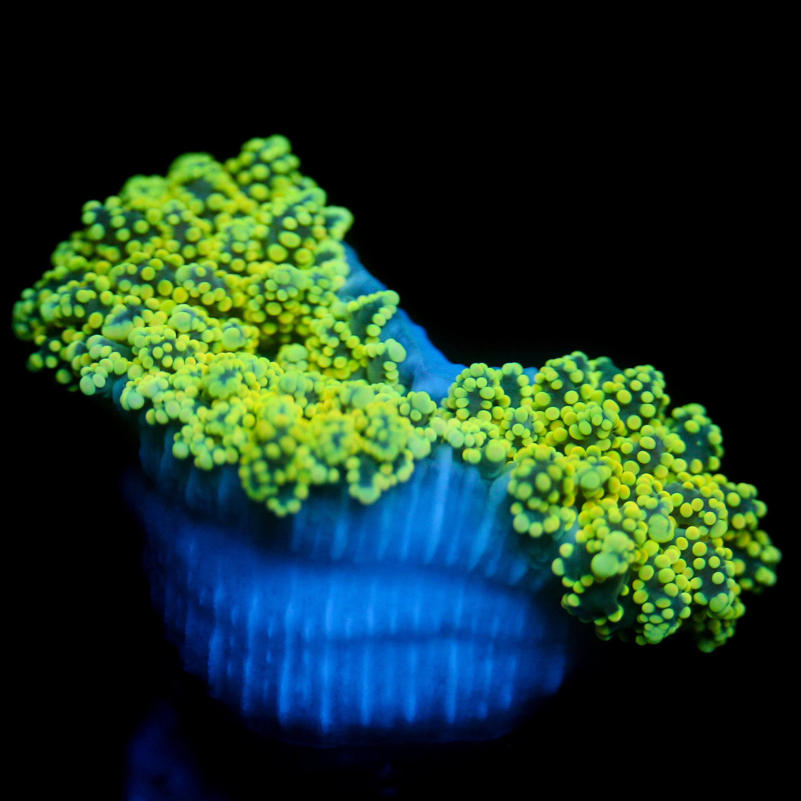 JC Neon Green Octo