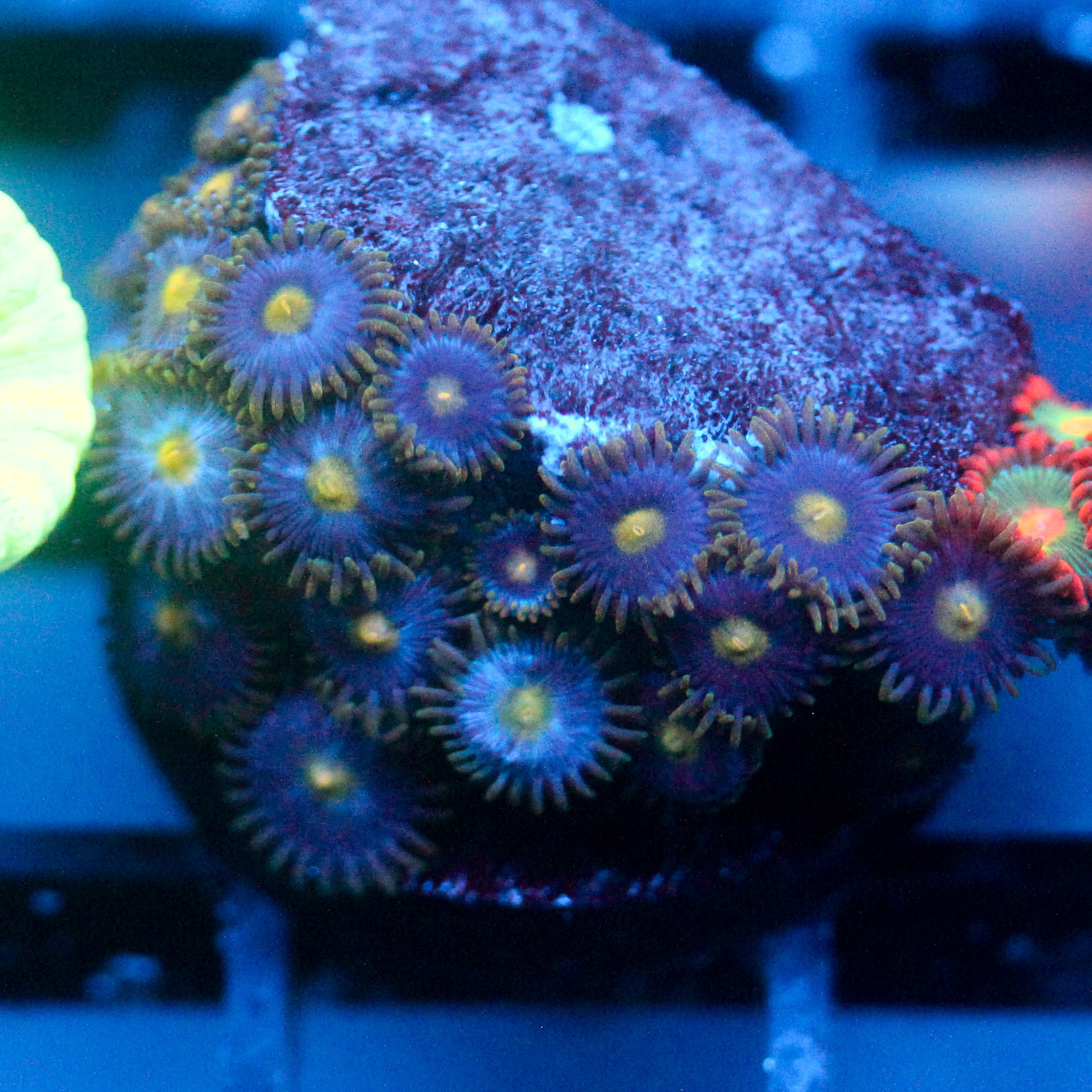 JC Gold Gobbler Zoanthid