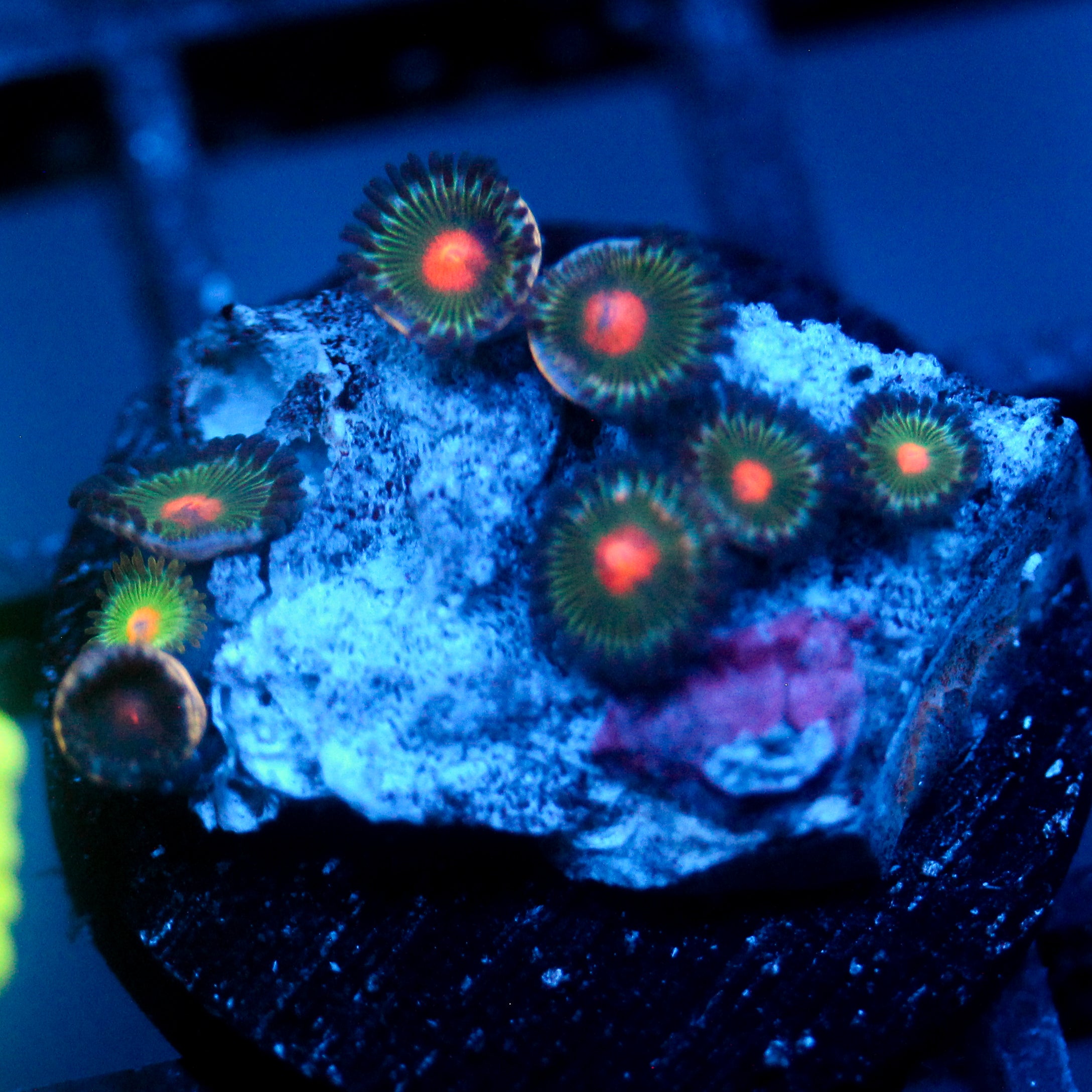 JC Alien Blood Zoanthid