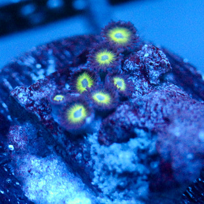 JC Evil Greens Zoanthid