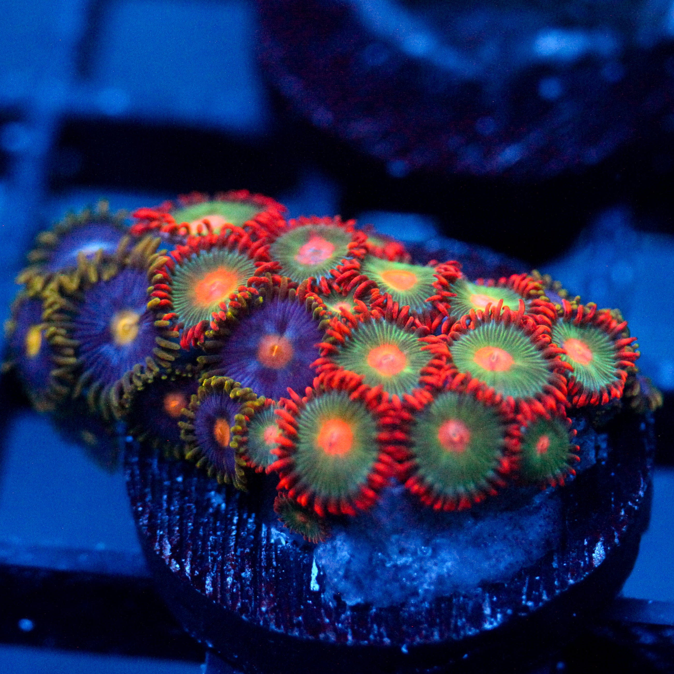 JC Gatorade Zoanthids Mix