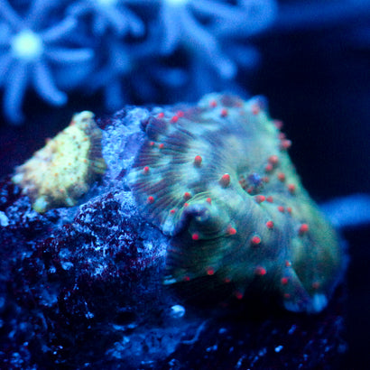JC Red Dancer Discosoma