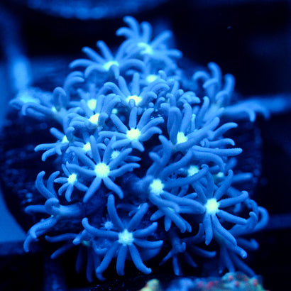 JC Enchantress Polyp Coral