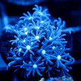 JC Enchantress Polyp Coral