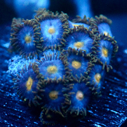 JC Blue Beast Zoanthid