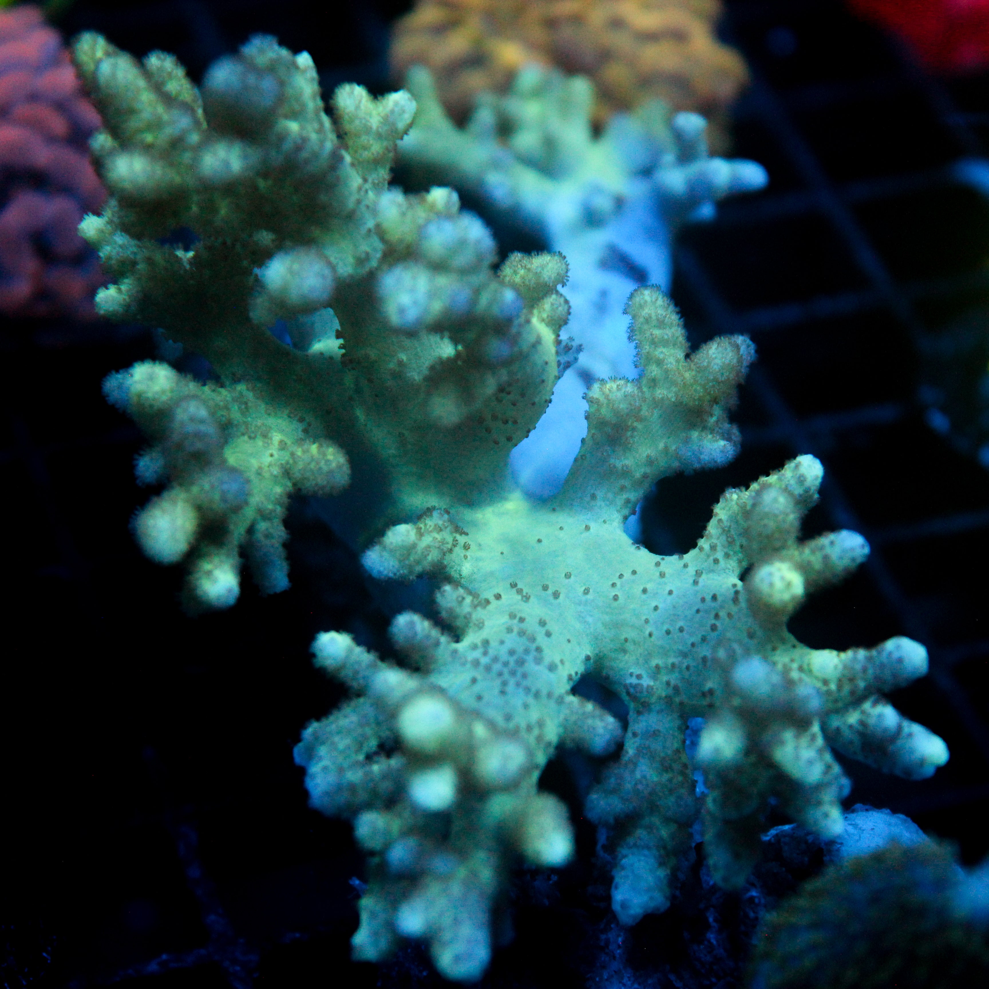 JC Neon Nepthea Colony