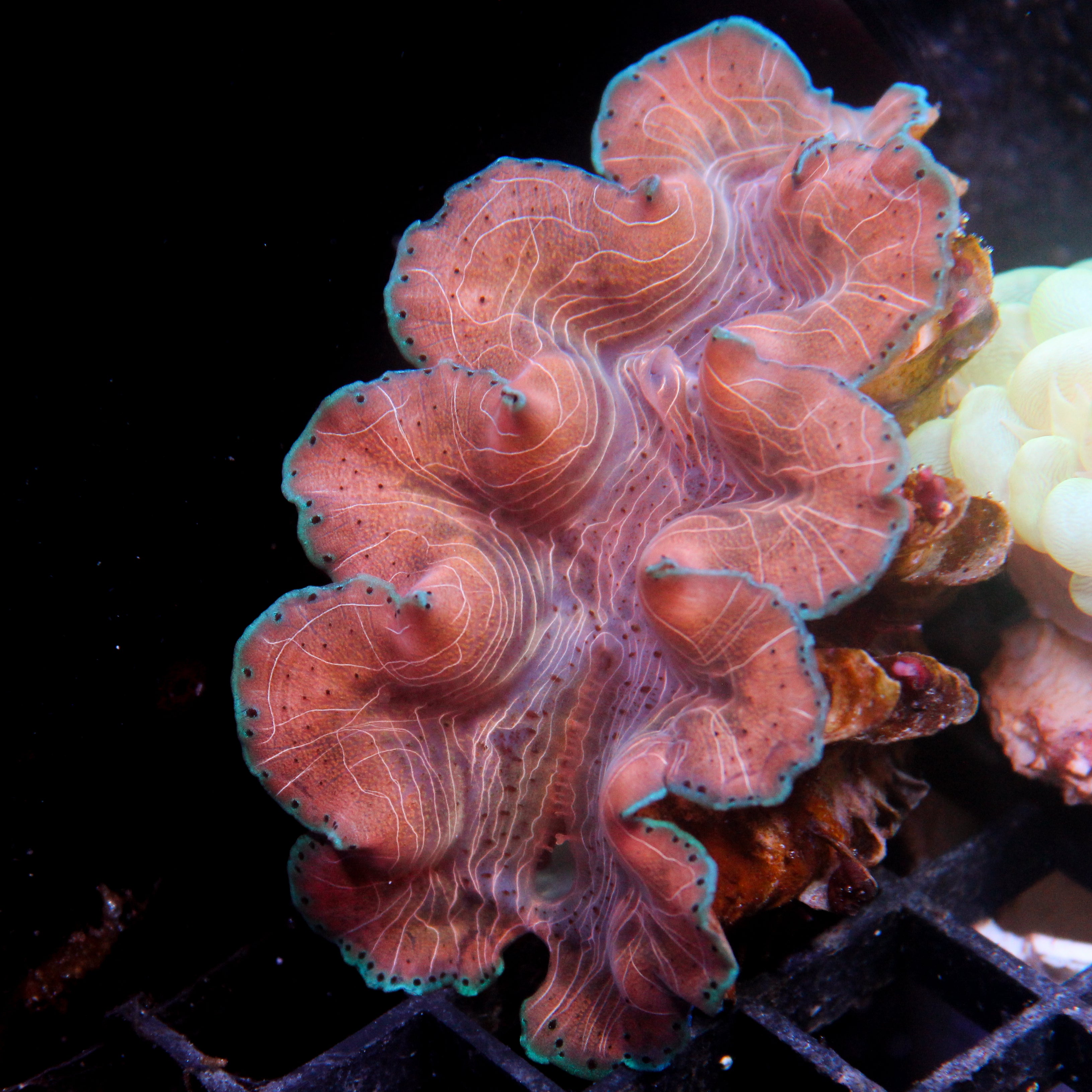 Biota Squamosina