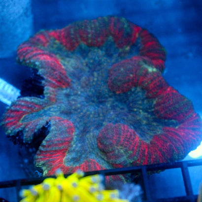 JC Vast Lake Lobo 6"+