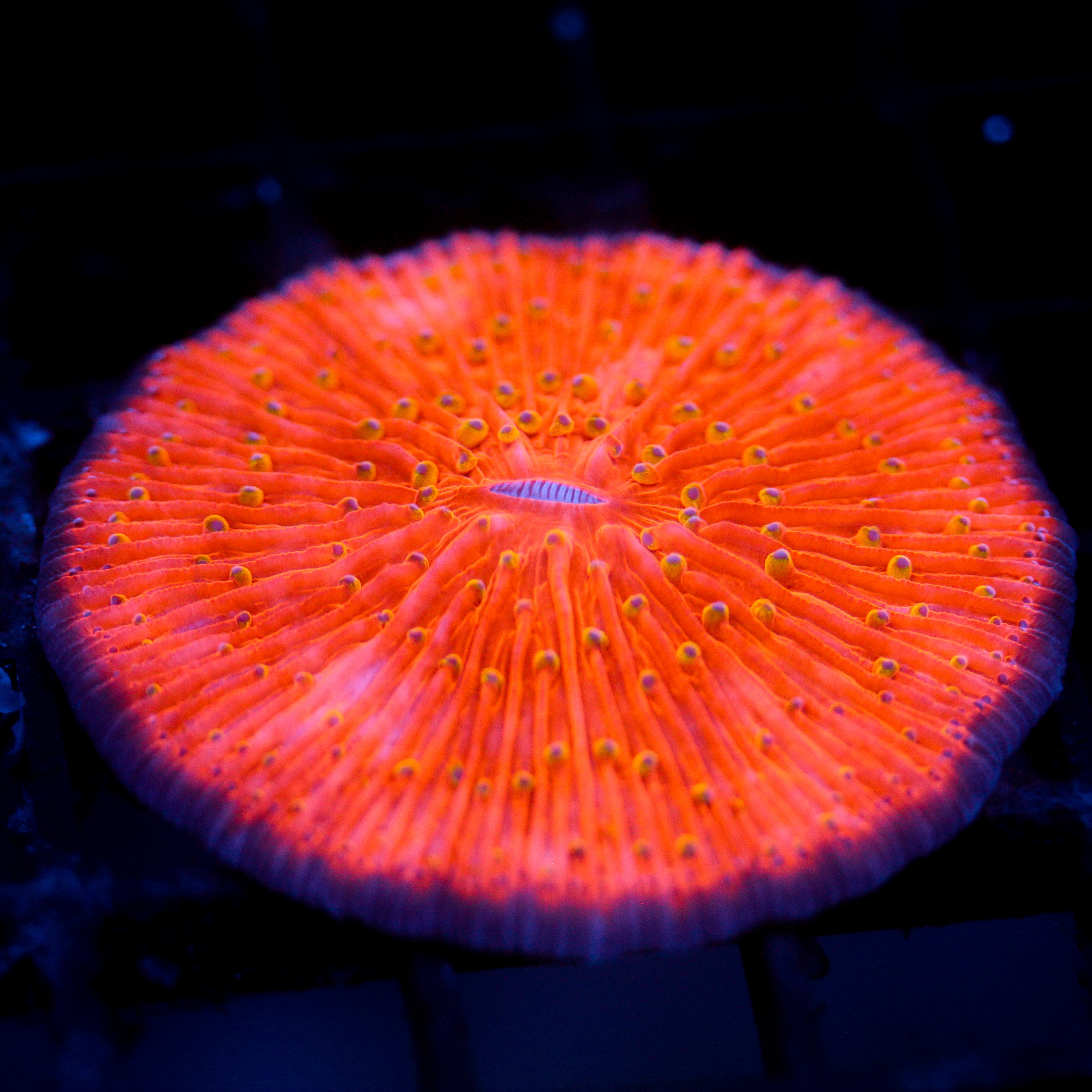 JC Highlighter Plate Fungia
