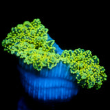 JC Neon Green Octo