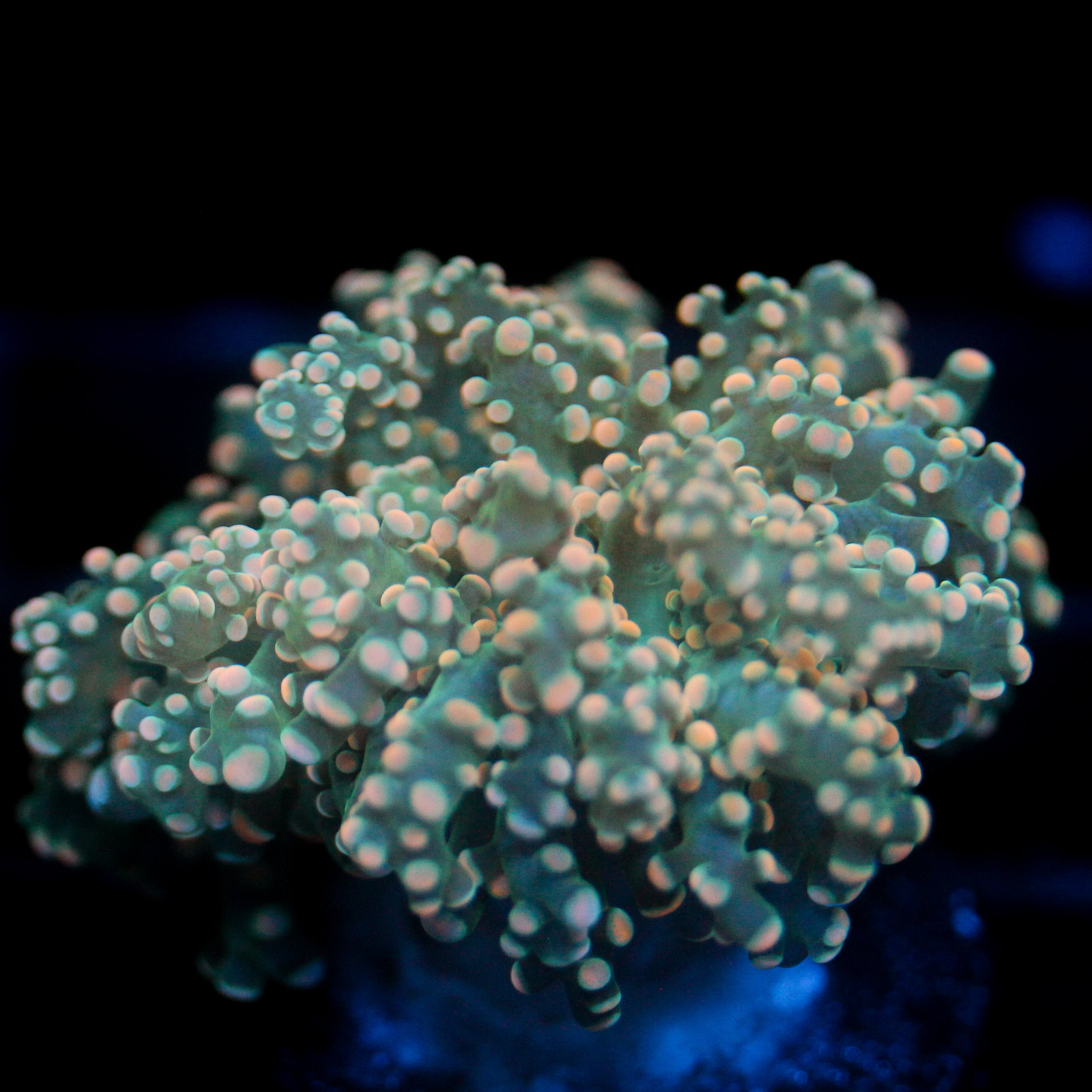 JC Dreamcicle Octo