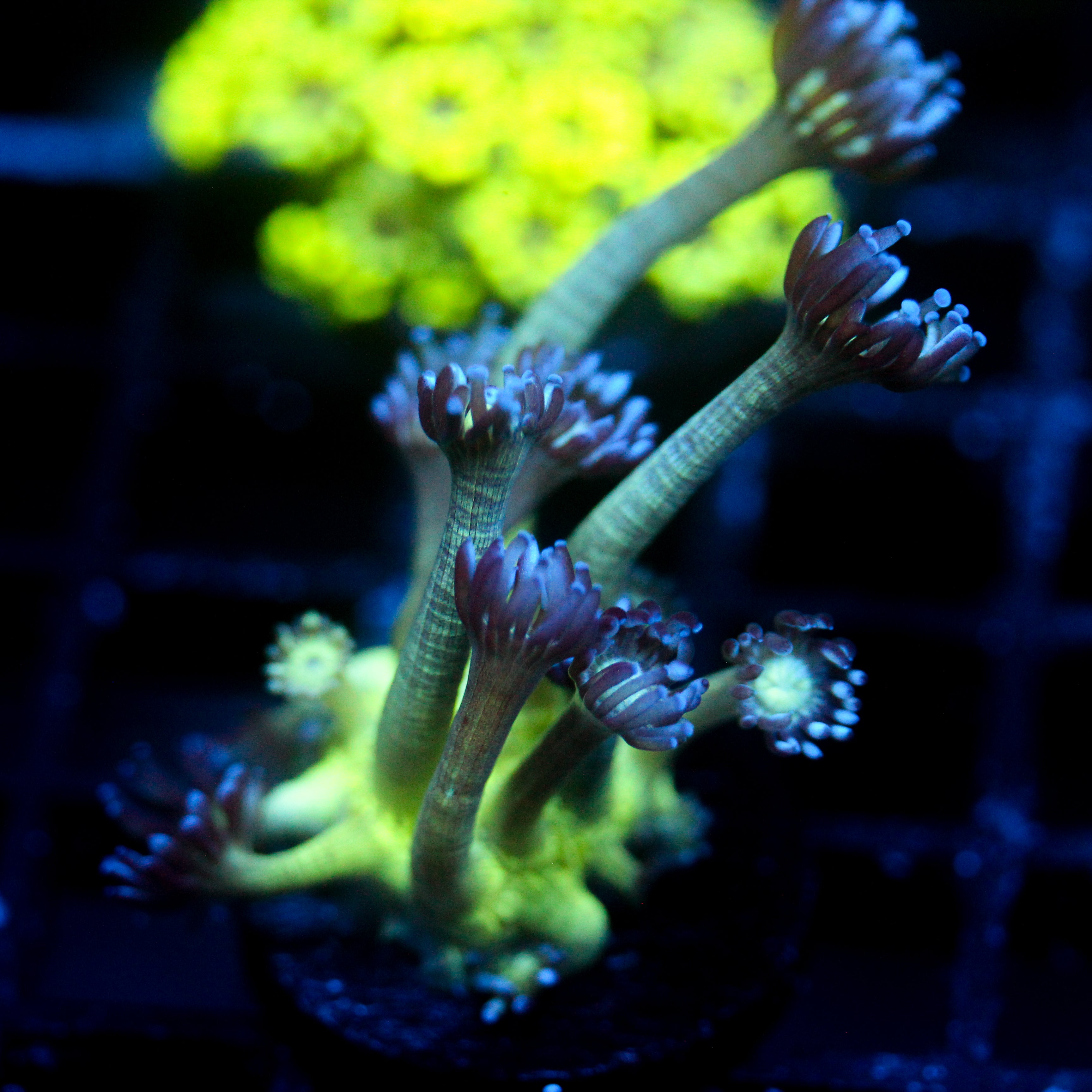 JC Peacock Goni
