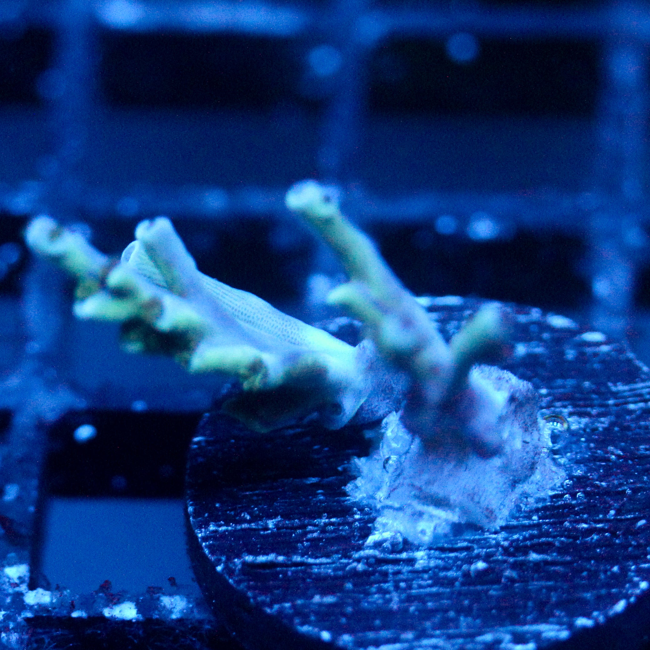 JC Frozen Growth