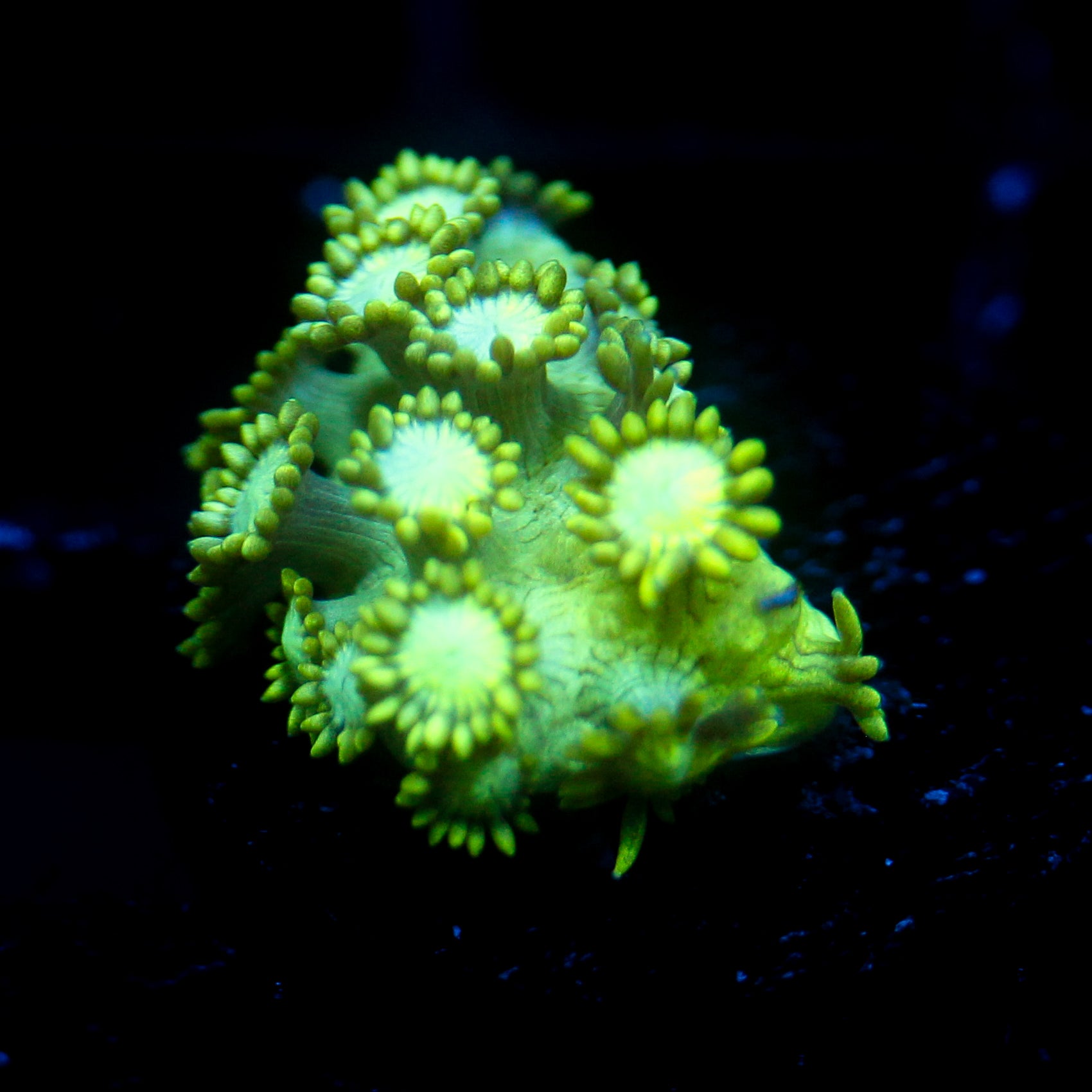 JC Uranium Fever Goni
