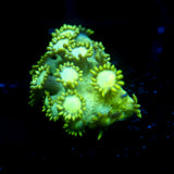 JC Uranium Fever Goni