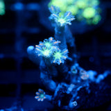 JC Orange Tip Clove Polyp