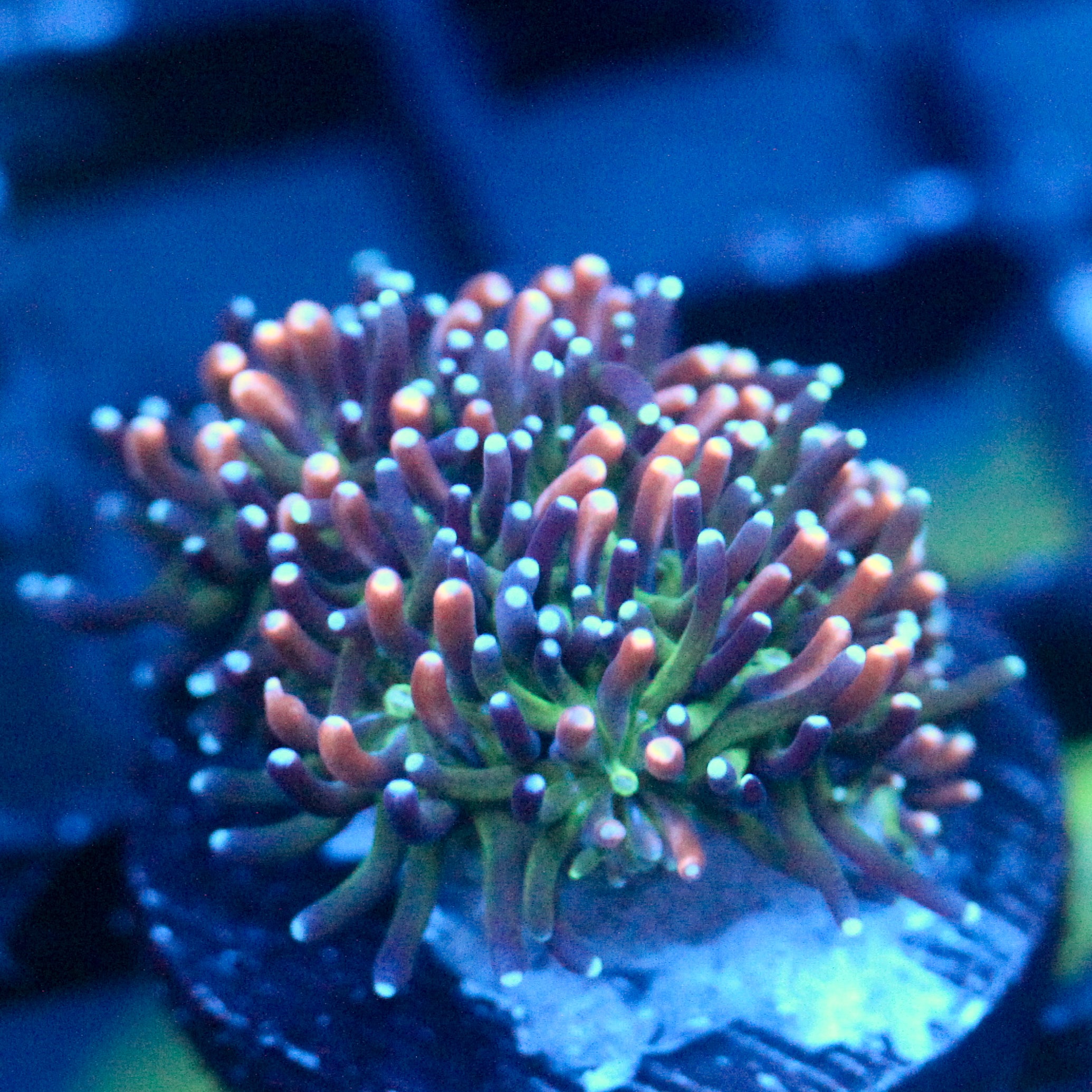 JC Sour Sucker Galaxea
