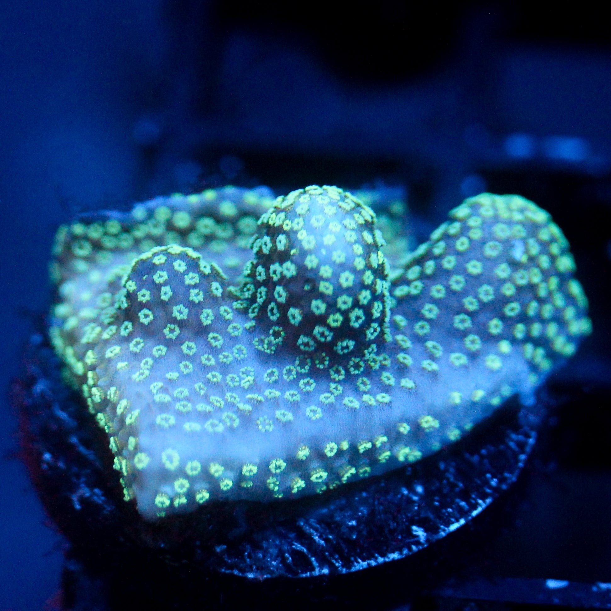 JC Neon Styloporah