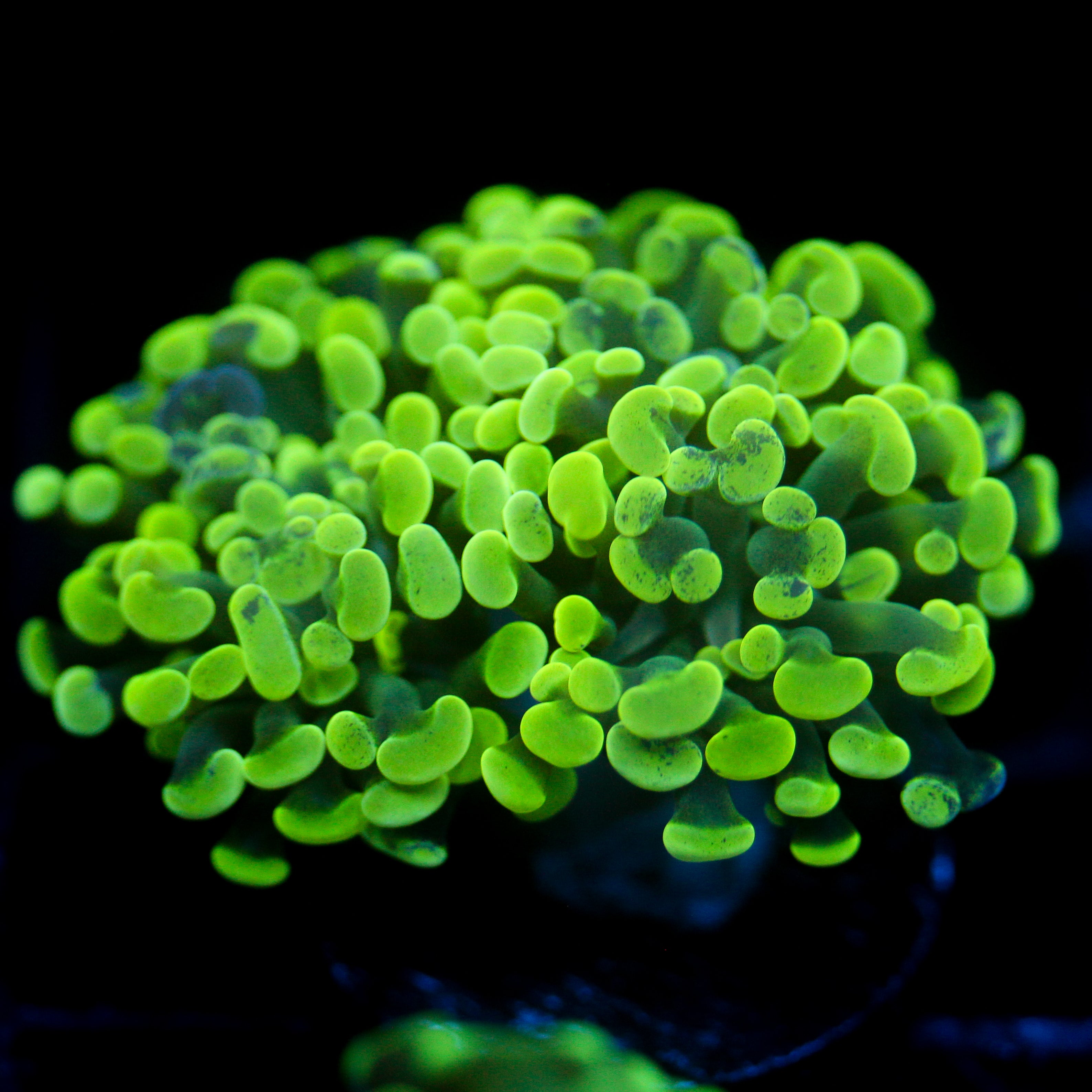 JC Neon Splatter Hammer