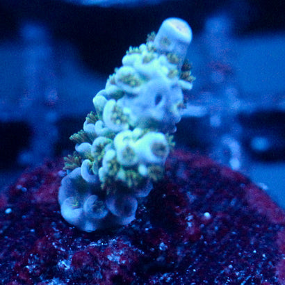 JC Ice Caps