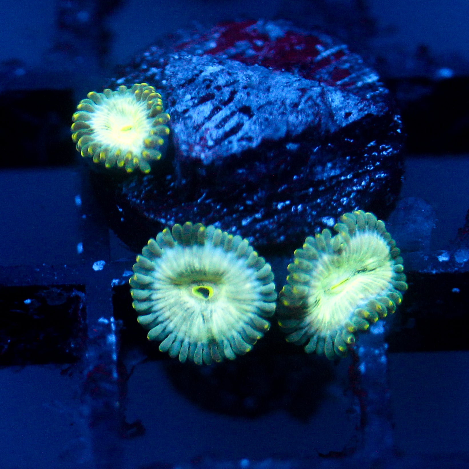 JC Hawaiian Ding Dang Zoanthid