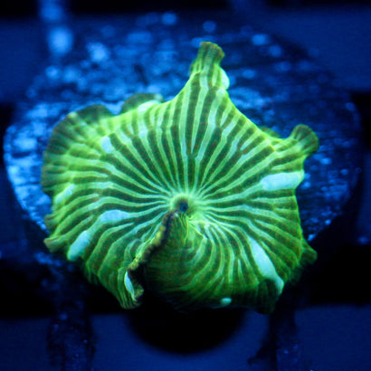 JC Blue Streak Watermelon Rind Discosoma