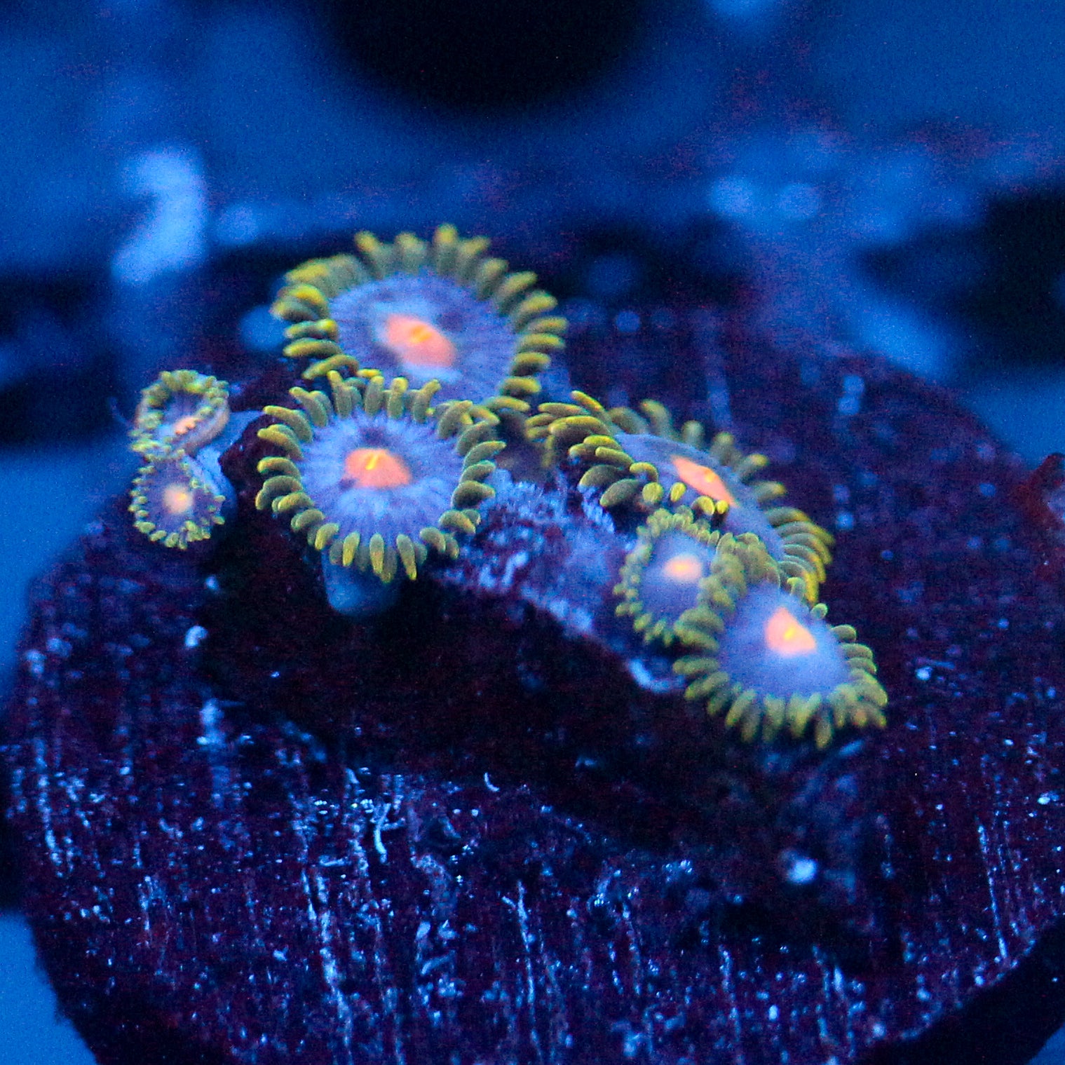 JC Blue Beast Zoanthid