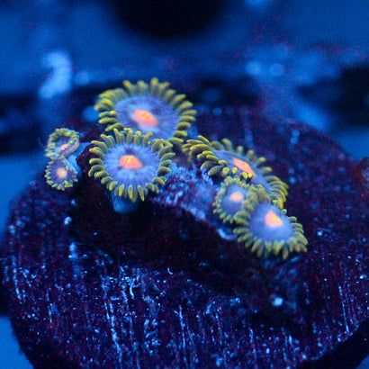 JC Blue Beast Zoanthid
