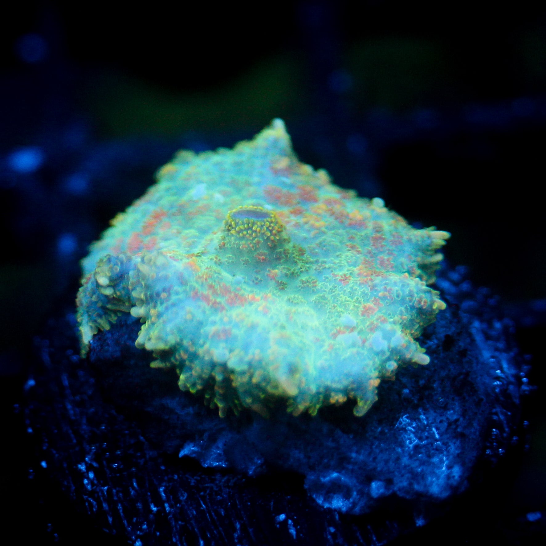 JC Lush Mesa Rhodactis