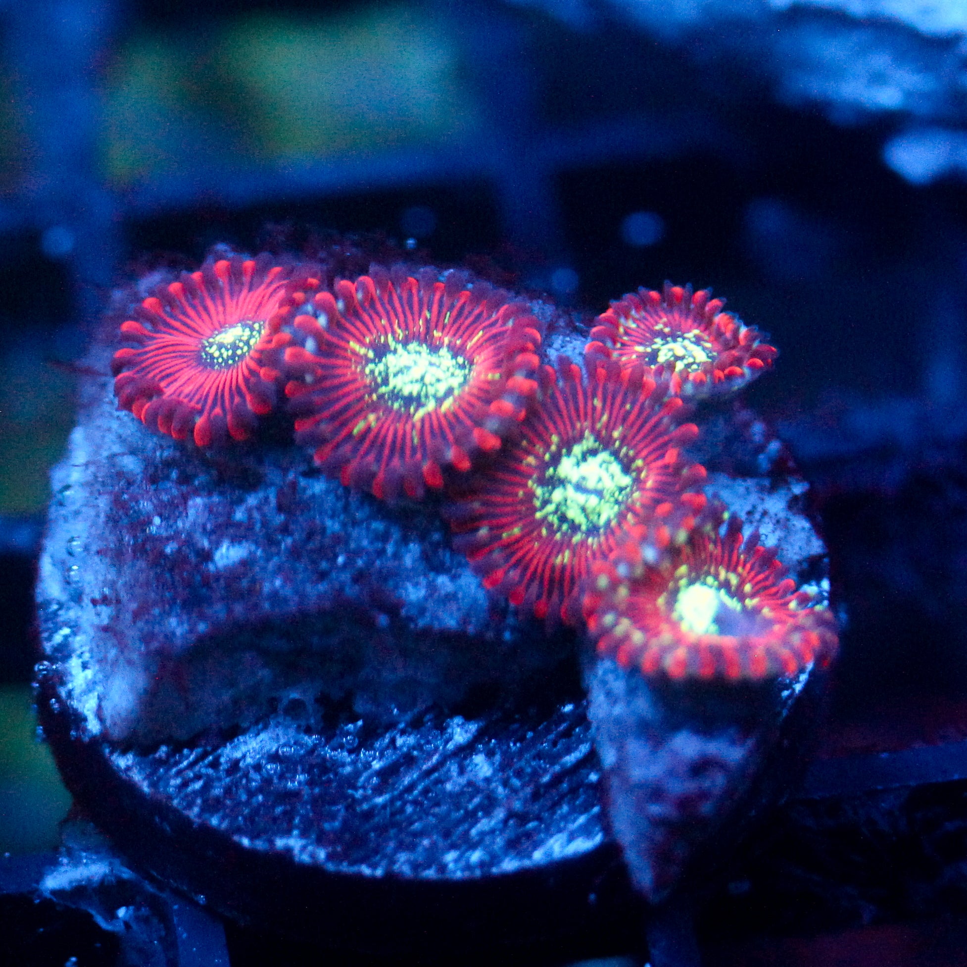 JC Magician's Zoanthid