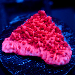 JC Pink Wave Monti