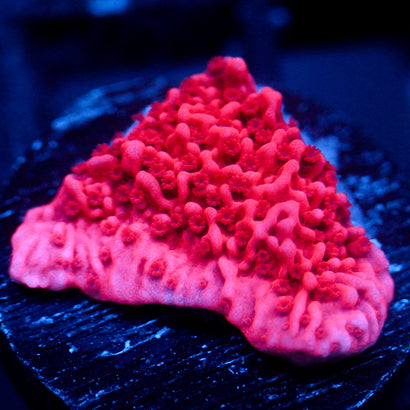 JC Pink Wave Monti