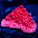 JC Pink Wave Monti