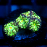 JC Hyper Glow Blasto Merletti